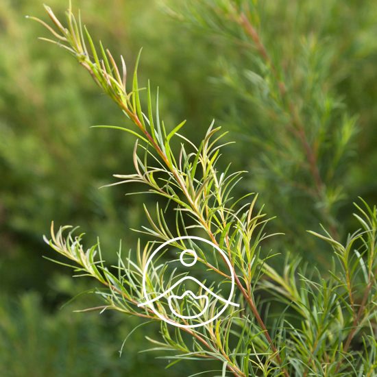 TEA TREE