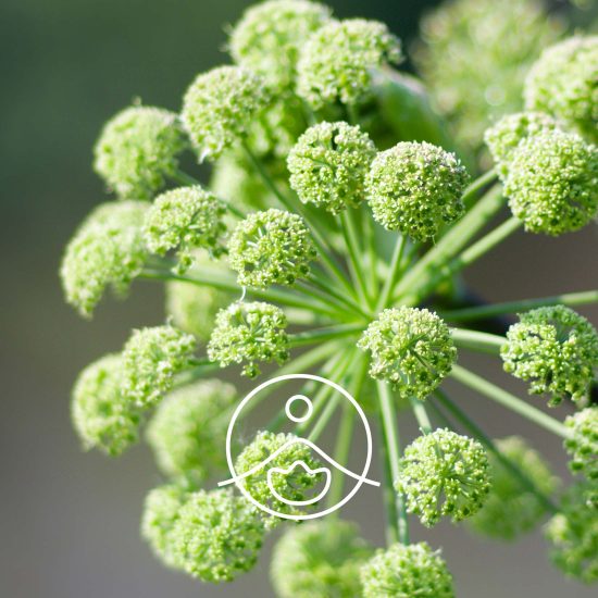 angelique-root-organic-12
