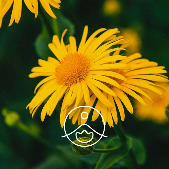 arnica-organic-flm0011