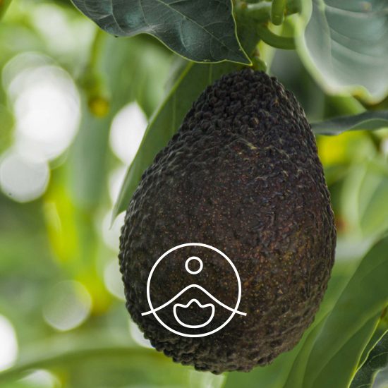 avocado-organic1