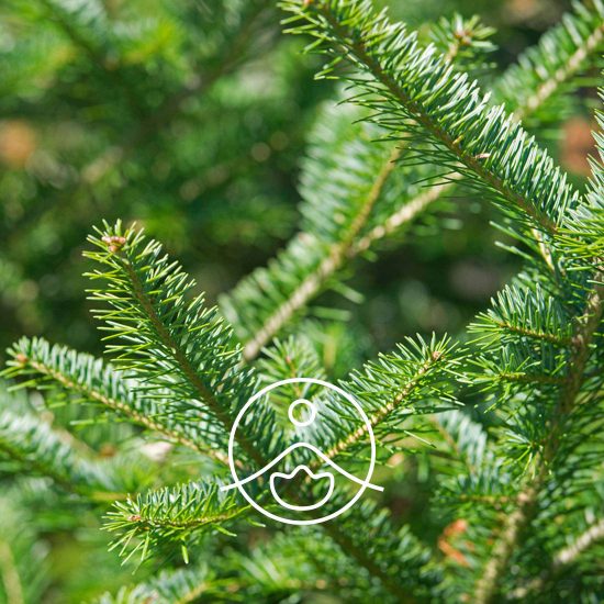 balsam-fir-organic2