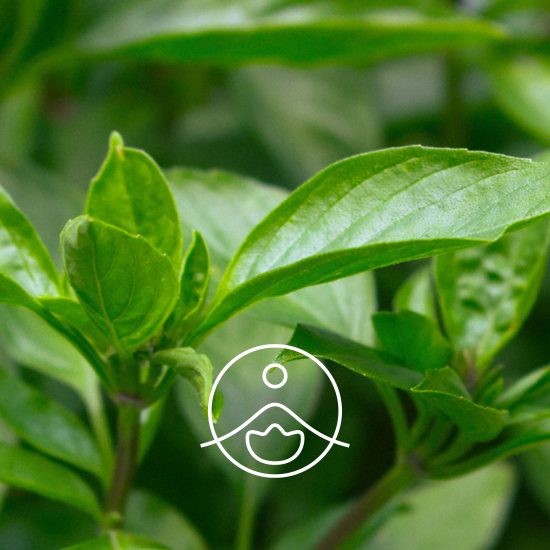 basil-exotic-organic2