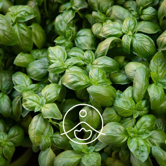 basil-linalool-organic2