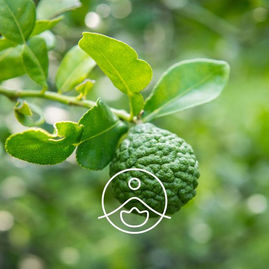 bergamot-bergapten-free-organic2