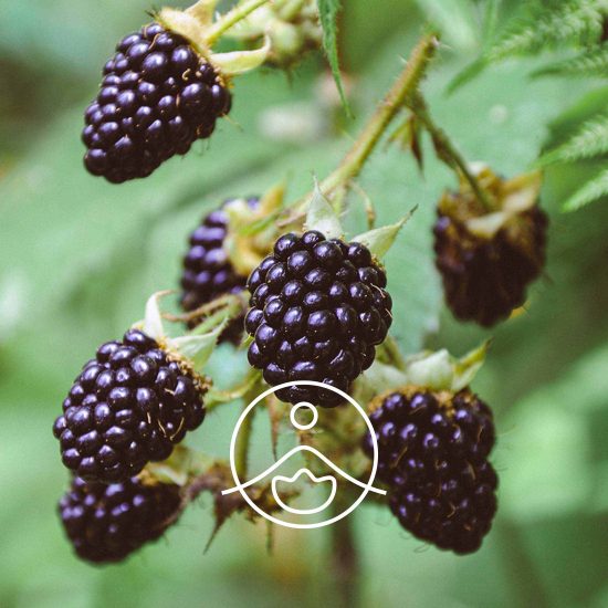 blackberry-seed-organic1