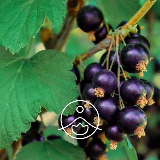 blackcurrant-organicflg009