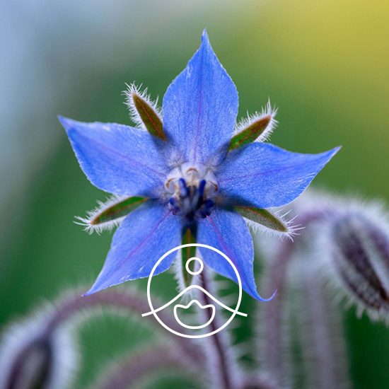 borage-organic2