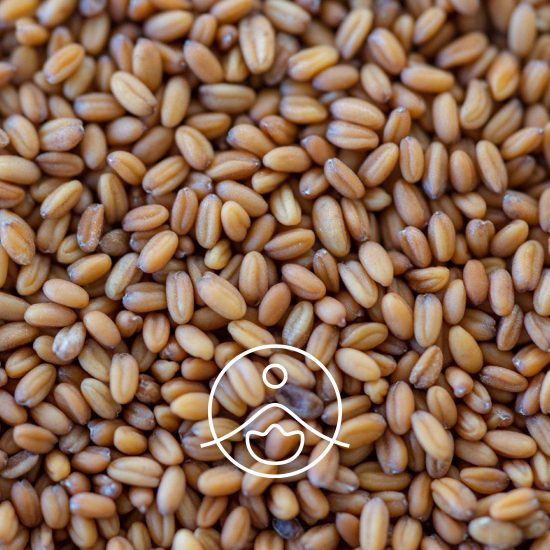 camelina-organic1