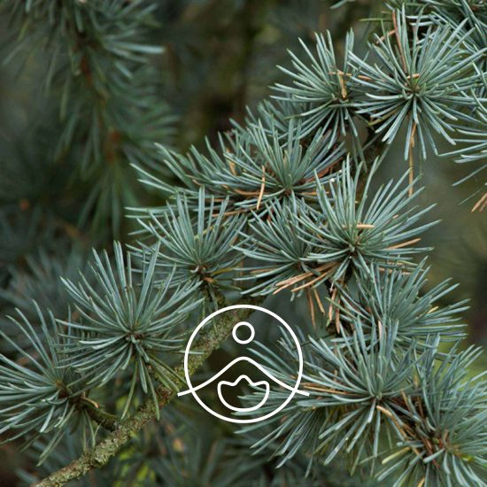 cedarwood-atlas-organic2