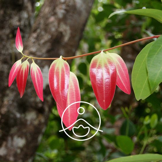 cinnamon-leaf-organic2