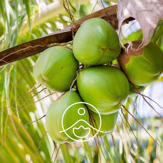 coconut-organic