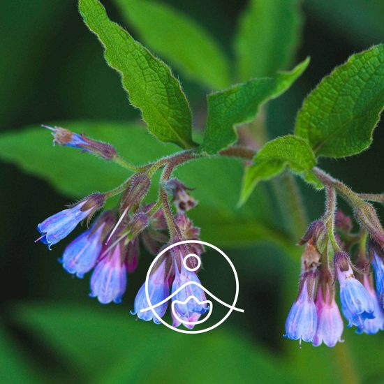 comfrey-organic1
