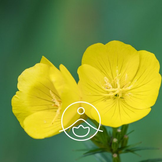 evening-primrose-organic2