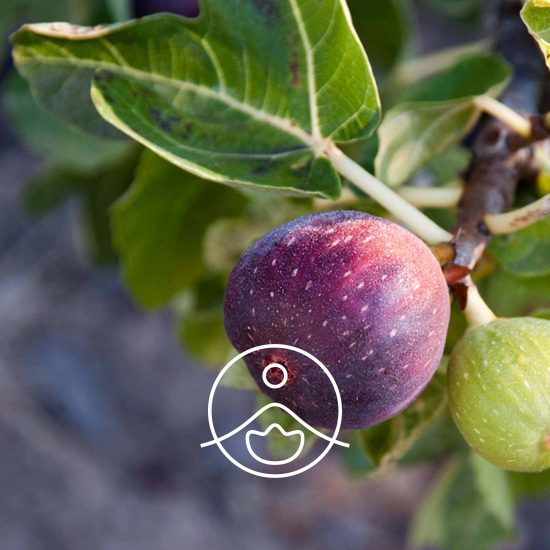 fig-tree-organic