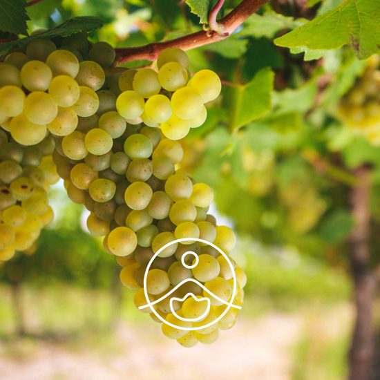 grape-seed1