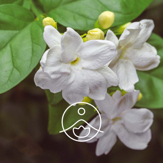 jasmine-amp-jojoba-shower-cream