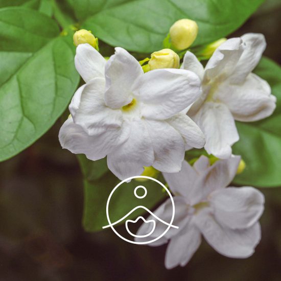 jasmine-sambac2
