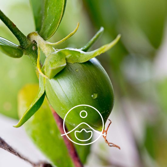jojoba-organic