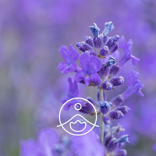 lavander-organic-flm0051