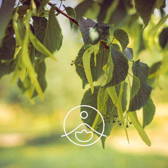 linden-organic