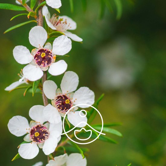 manuka2
