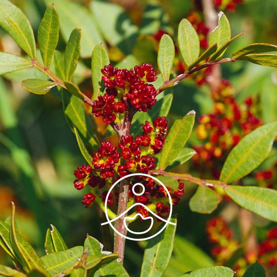 mastic-tree-organic2