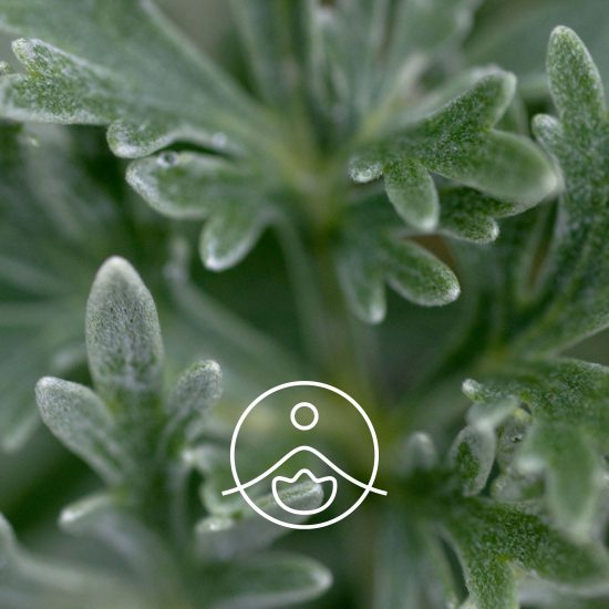 mugwort-organic2