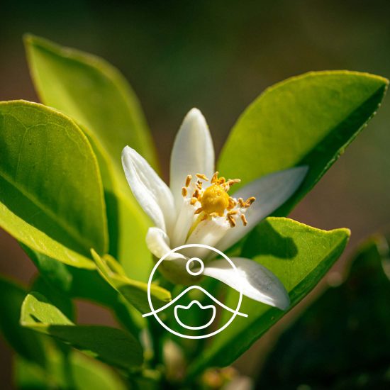 neroli-organic2