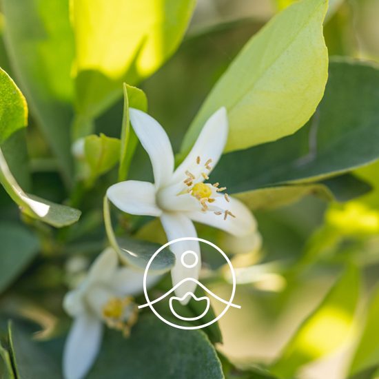 neroli-petit-grain-shower-gel