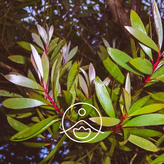 niaouli-organic2
