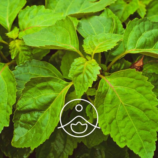 patchouli-organic2