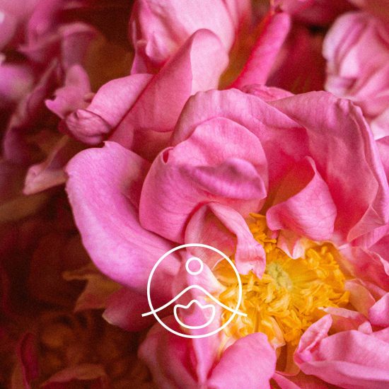 rose-centifolia-organic1