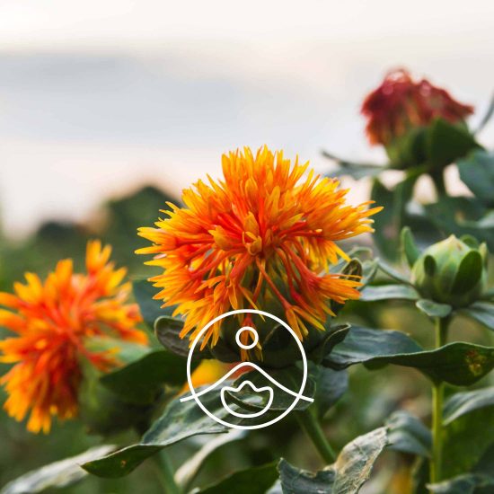 safflower-organic3