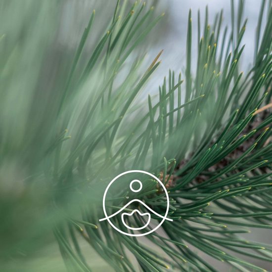 silver-fir-organic1