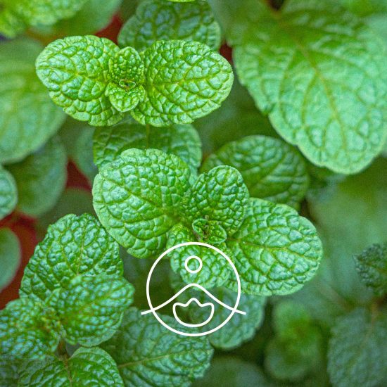 spearmint-organic1