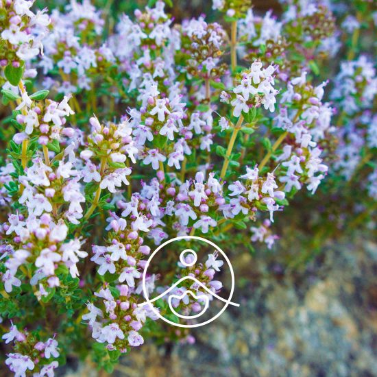 thyme-borneol-organic