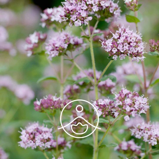 wild-oregano-organic11