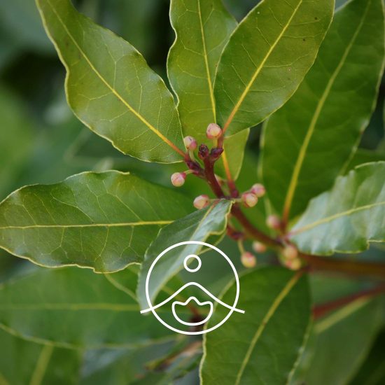 xbay-laurel-organic.jpg.pagespeed.ic.CPr6-SLjKd