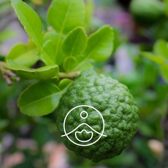 xbergamot-organic.jpg.pagespeed.ic.fFLaA2AcQI