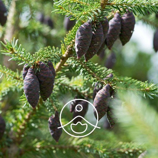 xblack-spruce-organic.jpg.pagespeed.ic.0xEAQOJDuK