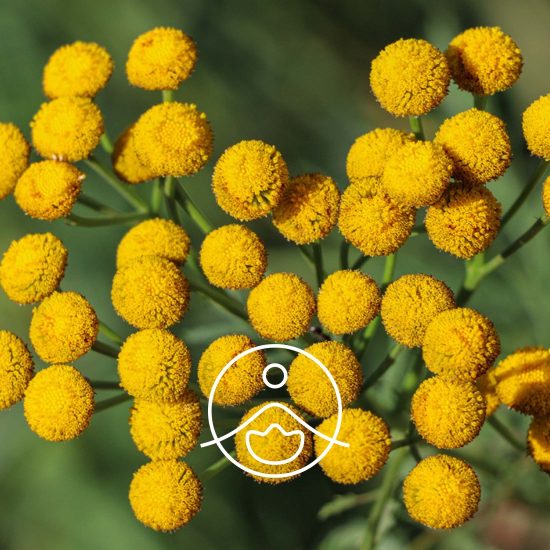 xblue-tansy-organic.jpg.pagespeed.ic.iQ58ZgaL1g