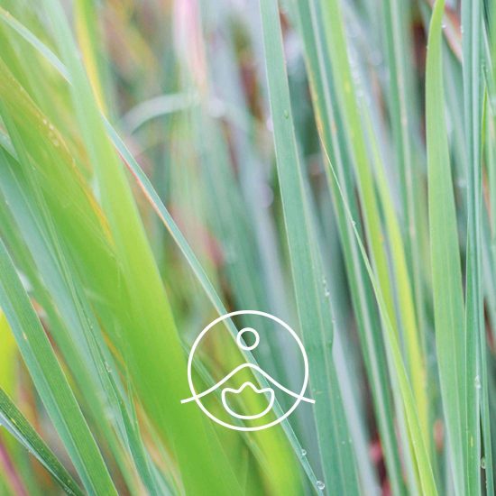 xcitronella-organic.jpg.pagespeed.ic.z41MC2X8E4