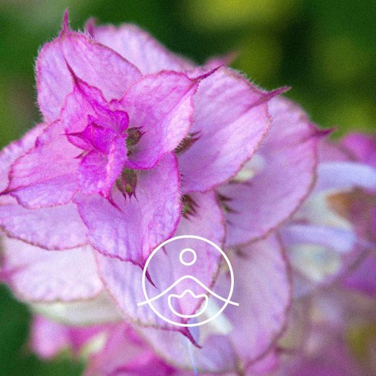 xclary-sage-organic.jpg.pagespeed.ic.NGWkrPSQR2