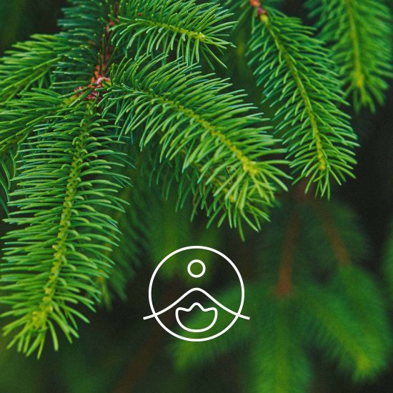 xcommon-spruce-organic.jpg.pagespeed.ic.-E5CKmWG9h