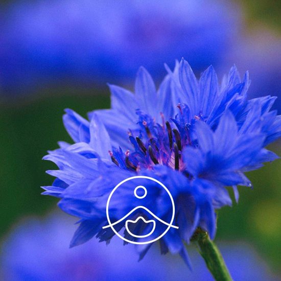xcorn-flower-organic.jpg.pagespeed.ic.CDufAPOu00