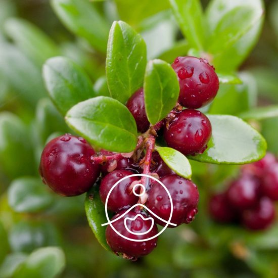 xcowberry-organic.jpg.pagespeed.ic.J41Ba0Ysds