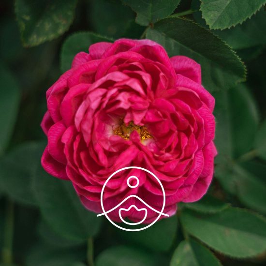 xdamask-rose-organic.jpg.pagespeed.ic.Y7u0JkedAY