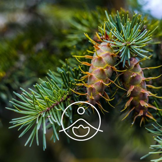 xdouglas-fir-organic.jpg.pagespeed.ic.6VRErC8YQD