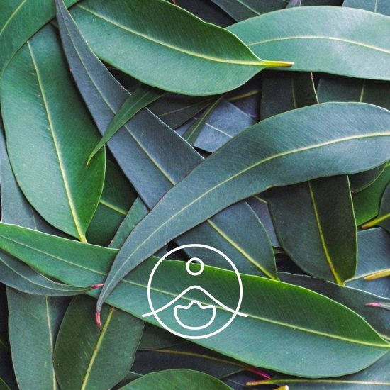 xeucalyptus-globulus-organic.jpg.pagespeed.ic.RHh02t55FK
