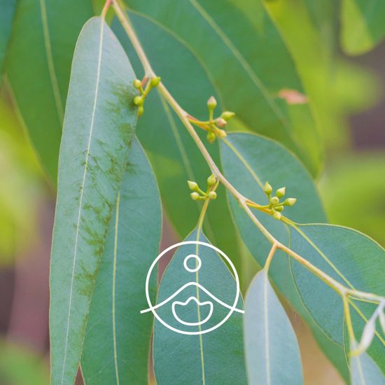 xeucalyptus-globulus-organic.jpg.pagespeed.ic.rAloiLMJYY